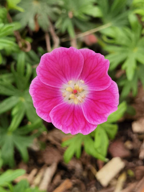 Geranium sanguineum 'Elke'